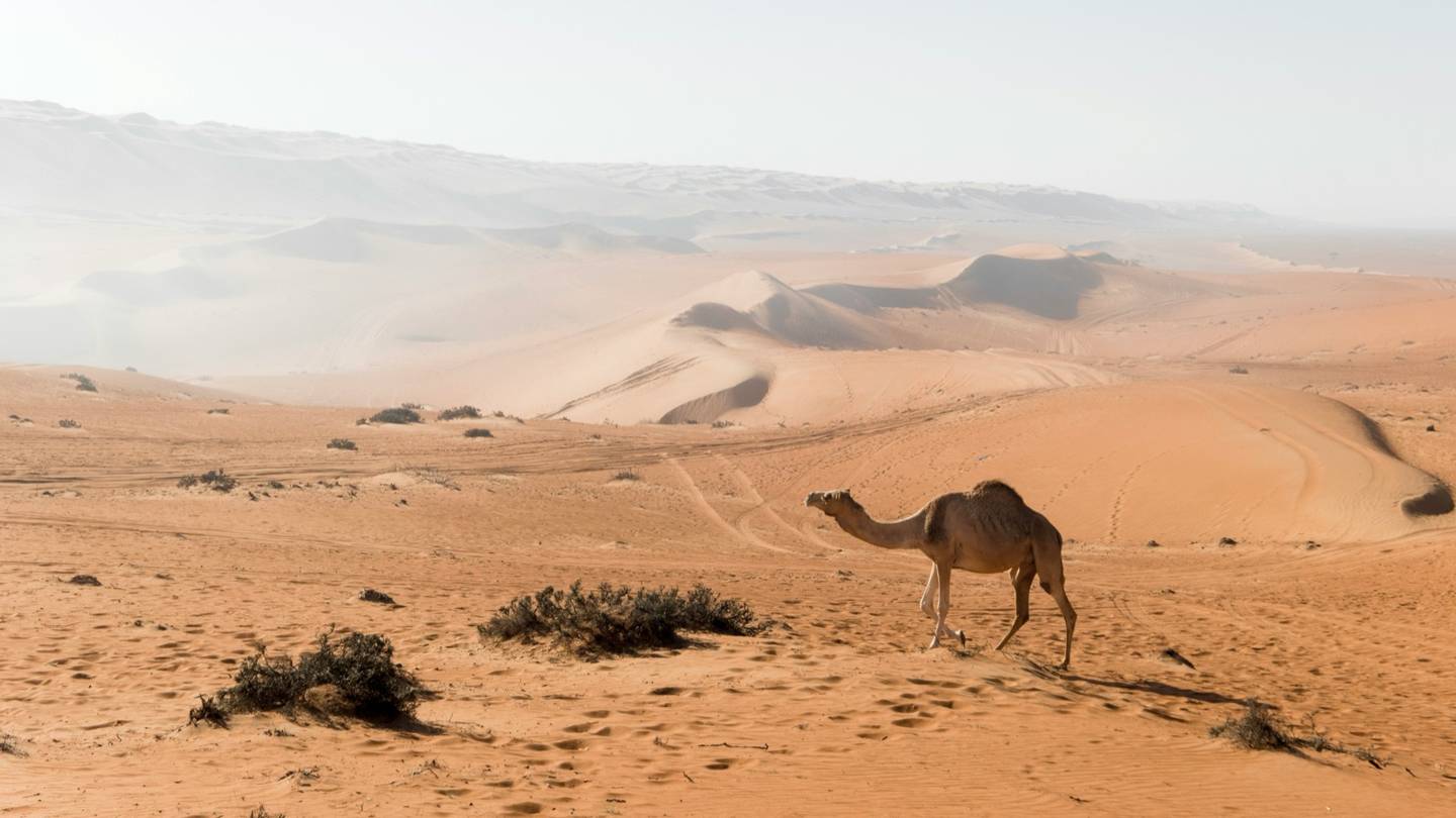 Dag 3 (valgfri) · En rolig dag i Wahiba Sands